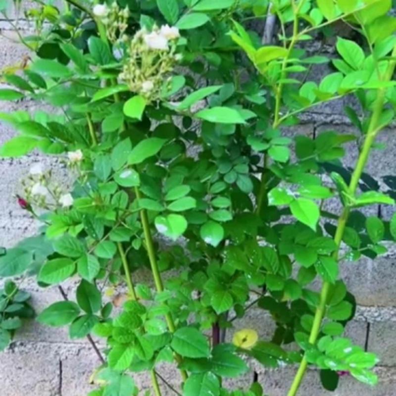 月季花为什么会越开越小，月季花为什么越开越小越长越高呢?