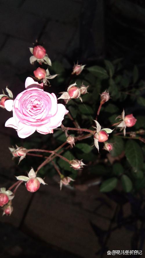 月季花花朵越来越小
