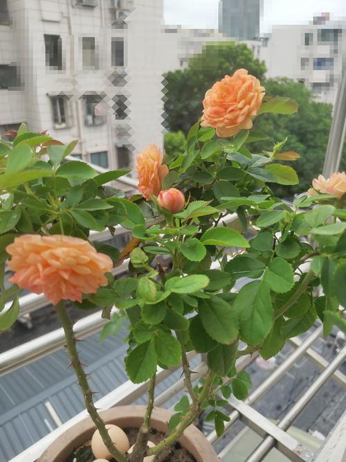 夏季月季花越开越小,是什么原因造成的?如何改善呢?