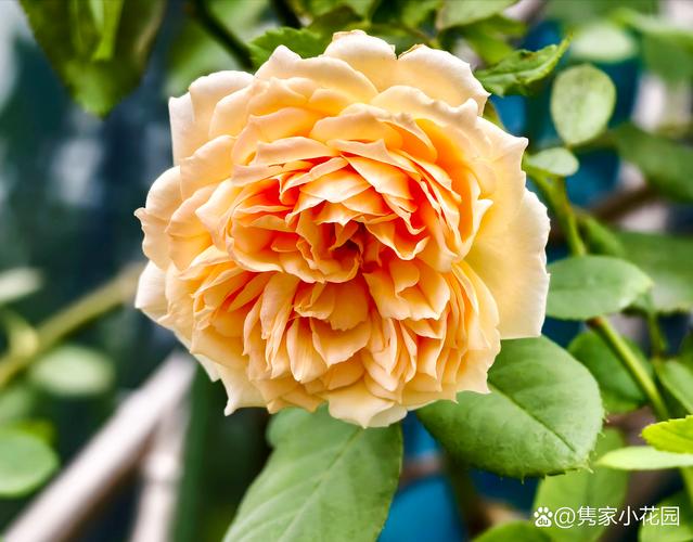 月季花为什么越开越小的原因