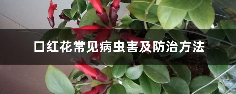 口红花常见病虫害及防治方法？口红花植物怎么养？