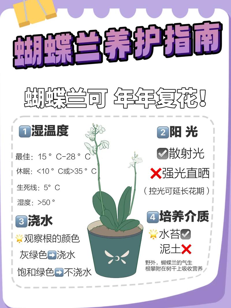 详细介绍蝴蝶兰花怎么养以及注意事项有哪些