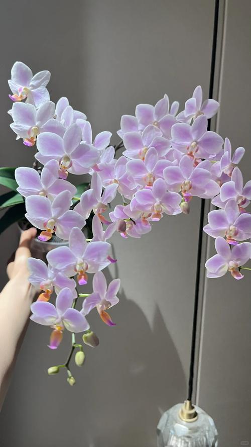 蝴蝶兰6株好还是8株好