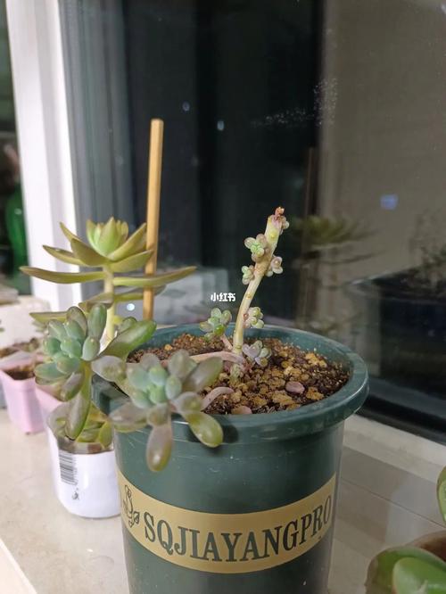 乙女心需要修剪吗?怎么修剪长势好
