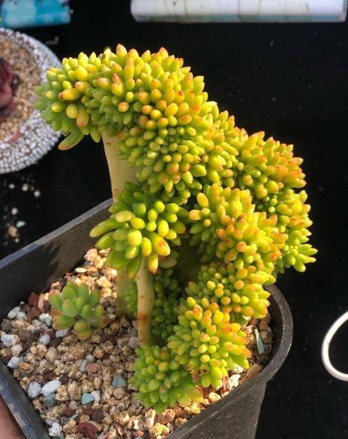 养了一个月时间的多肉植物乙女心底层的叶子开始变黄,然后瘪了,有根,之...