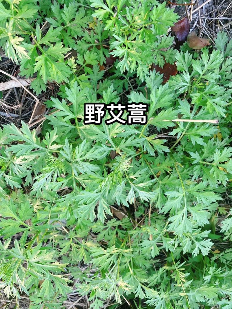 艾蒿的功效与作用