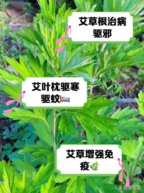 野艾蒿的功效与作用-野艾蒿的吃法与做法