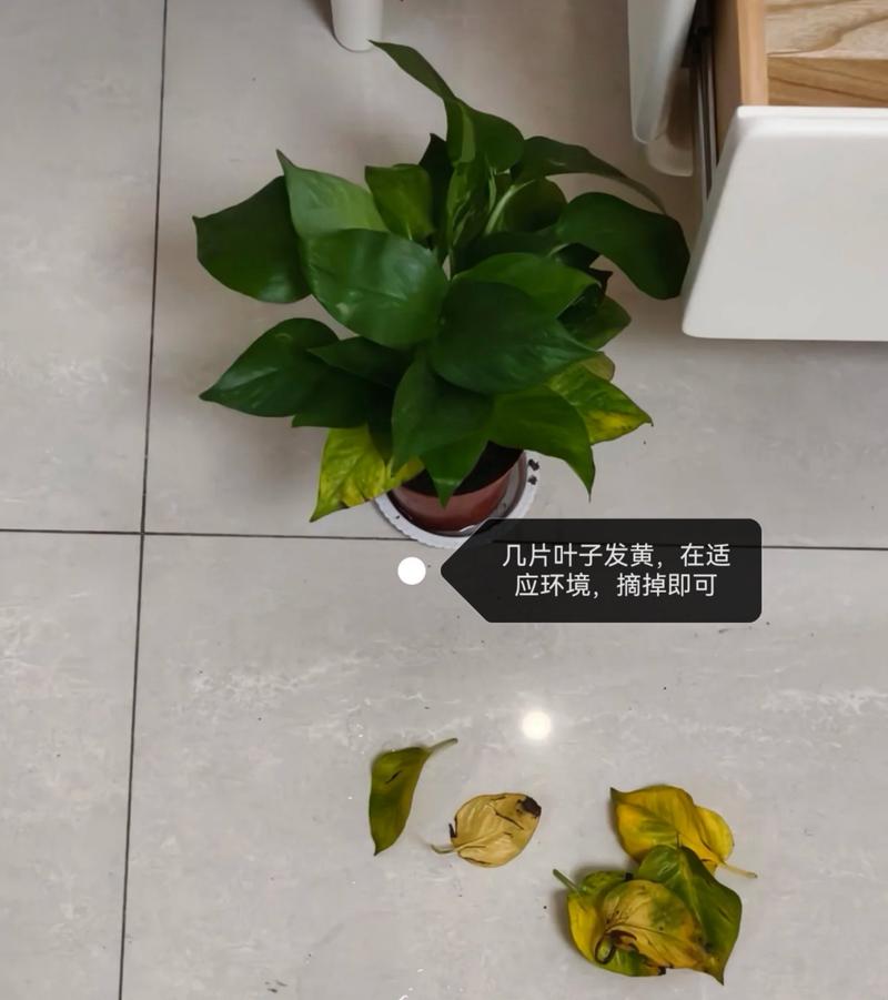 绿萝叶子发黄怎么补救