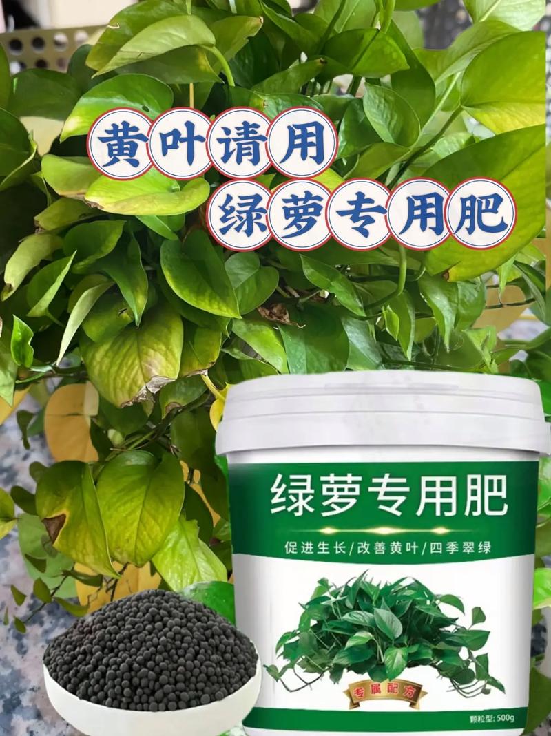 绿萝叶子发黄是什么原因?该怎么办?
