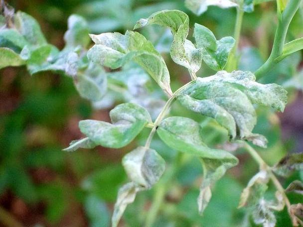 金银花常见虫害防治方法？金银花常见虫害防治方法有哪些？