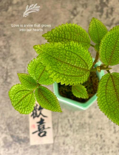 冷水花株形散乱怎么办？冷水花株形散乱怎么办视频？