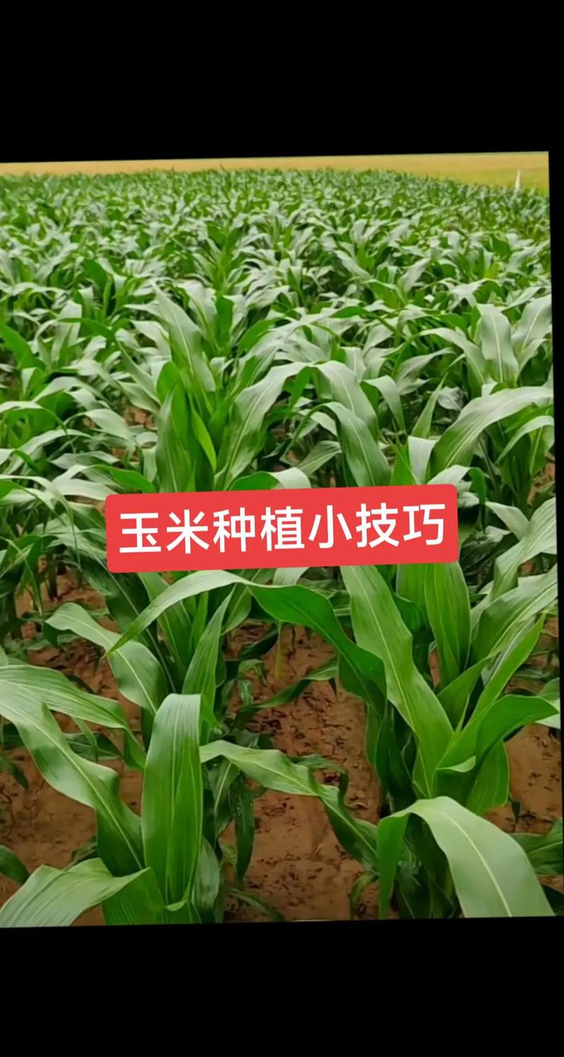 种玉米的方法和步骤