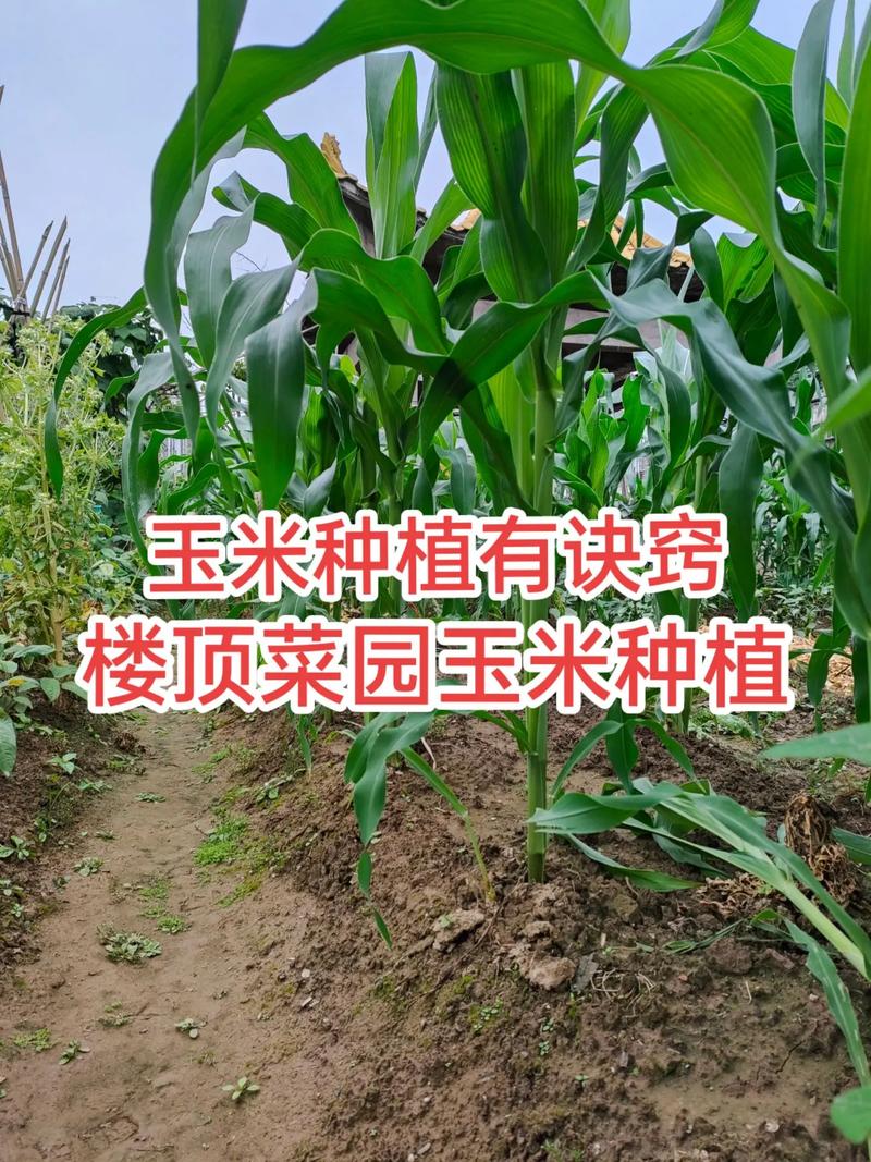 玉米是怎么种植