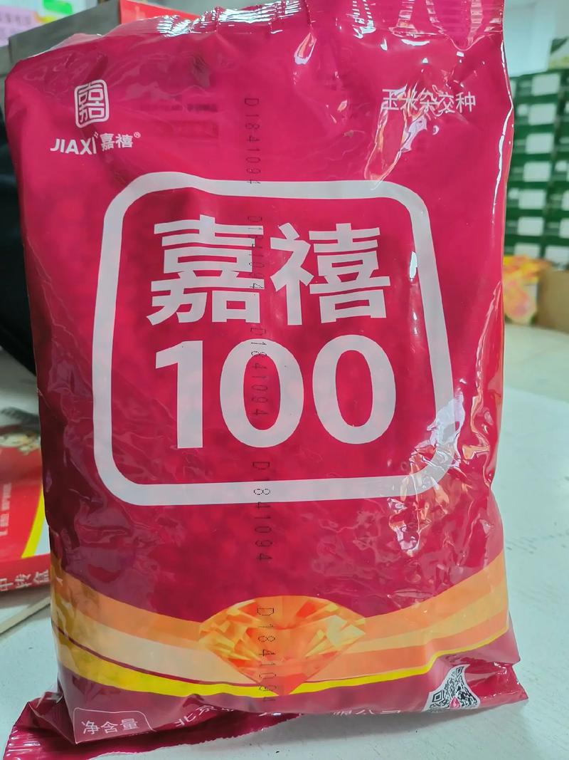 玉米种子怎么种
