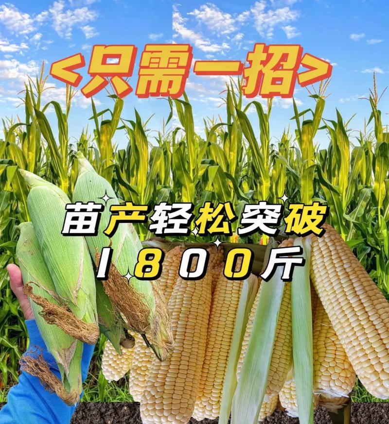 玉米种子怎么种植