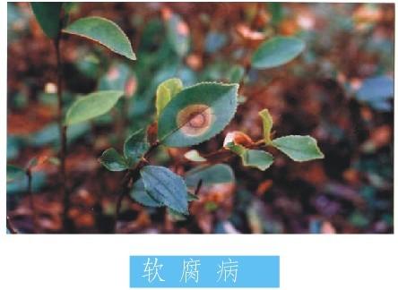 荷包牡丹的主要病虫害及其防治方法