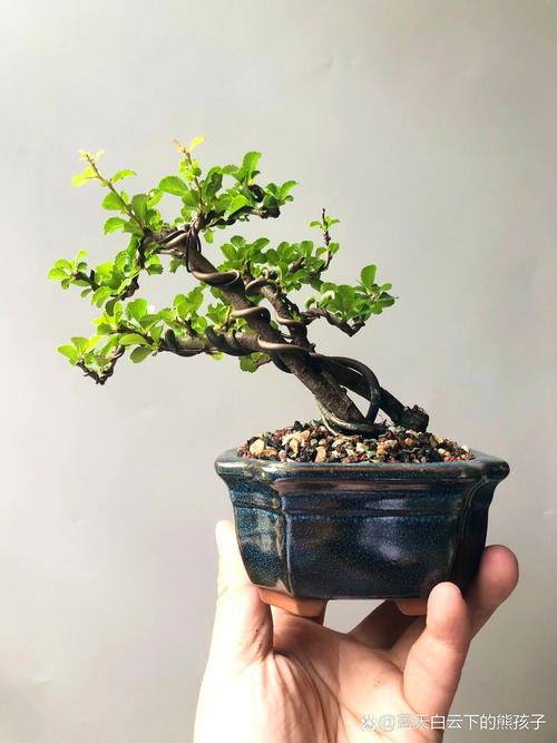 红花一号几月份掉叶正常