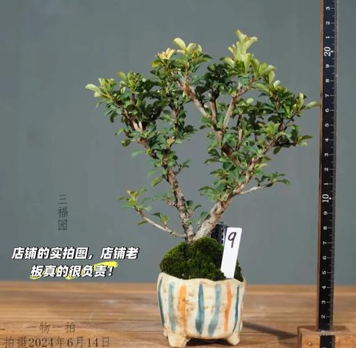 长寿梅叶子发黄是什么原因造成的?