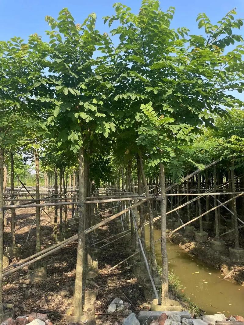 火焰树的病虫害及其防治，火焰树的病虫害及其防治方法？
