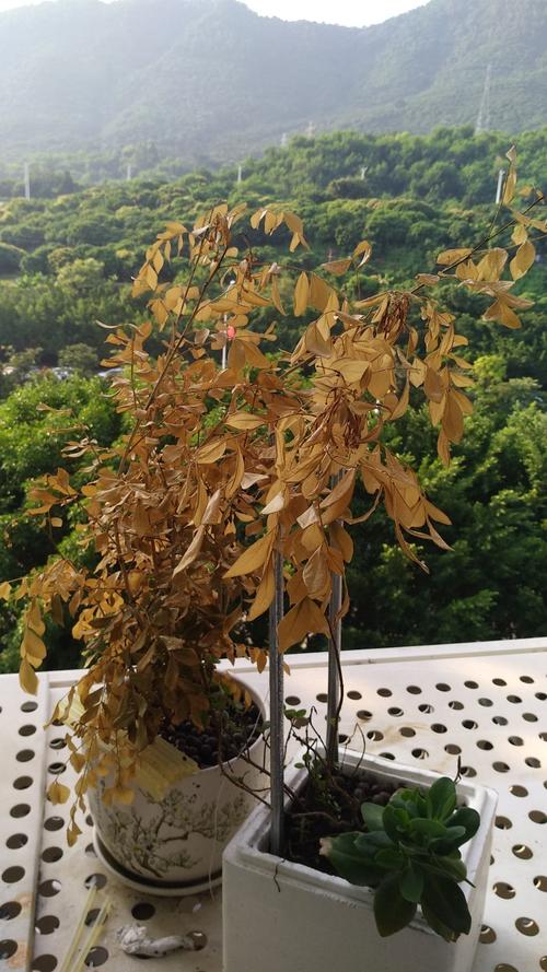 九里香掉叶子是什么原因