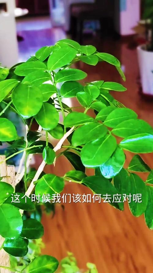 九里香掉叶子怎么回事?