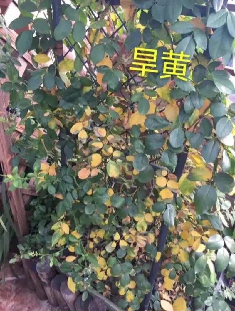 养殖月宴黄叶的原因是什么