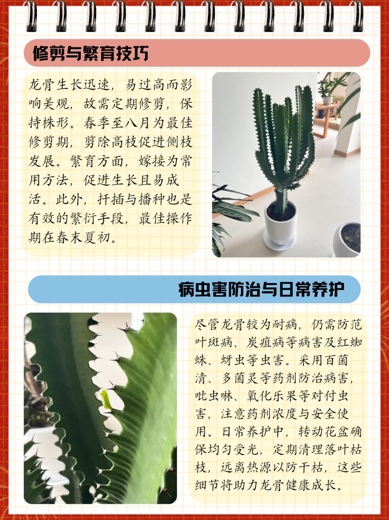 龙骨花的养殖方法