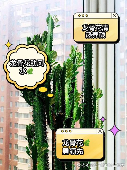 龙骨花的养殖方法有几种