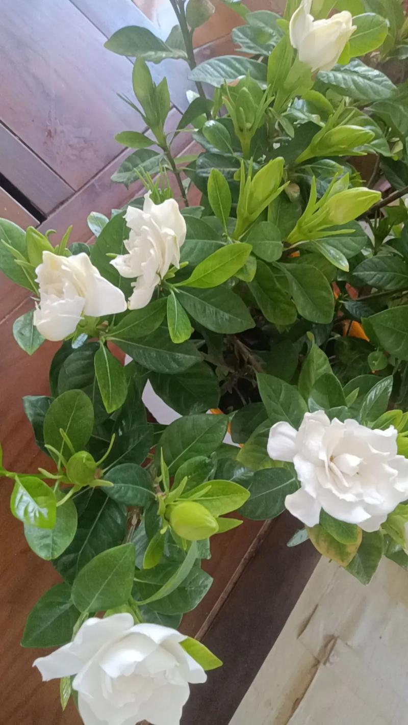 栀子花几月开花？栀子花几月开花苞？