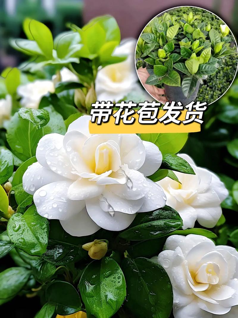 栀子花开花时间是多久?栀子花一年开几次花呢?