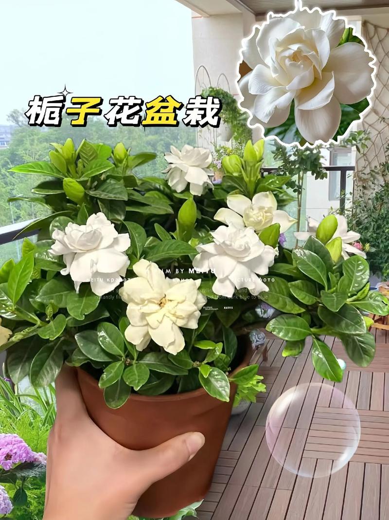 栀子花开花时间是几月