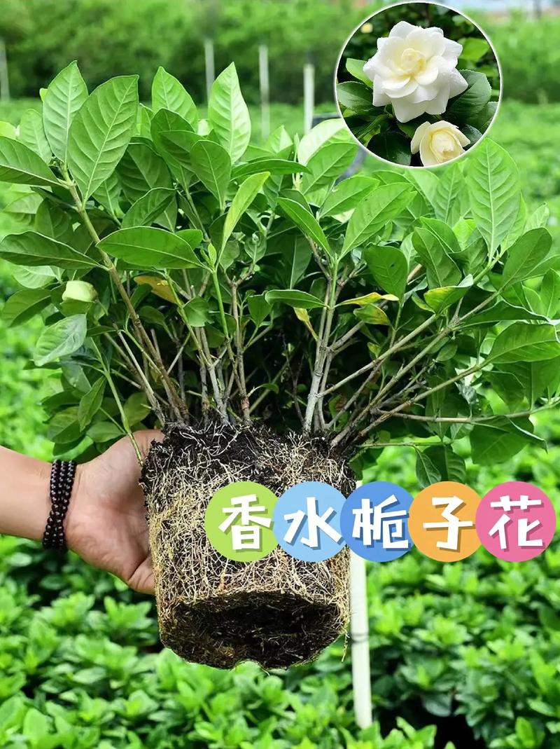 栀子花几月份开花呢?需要注意什么?