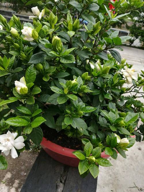 栀子花几月开花结果