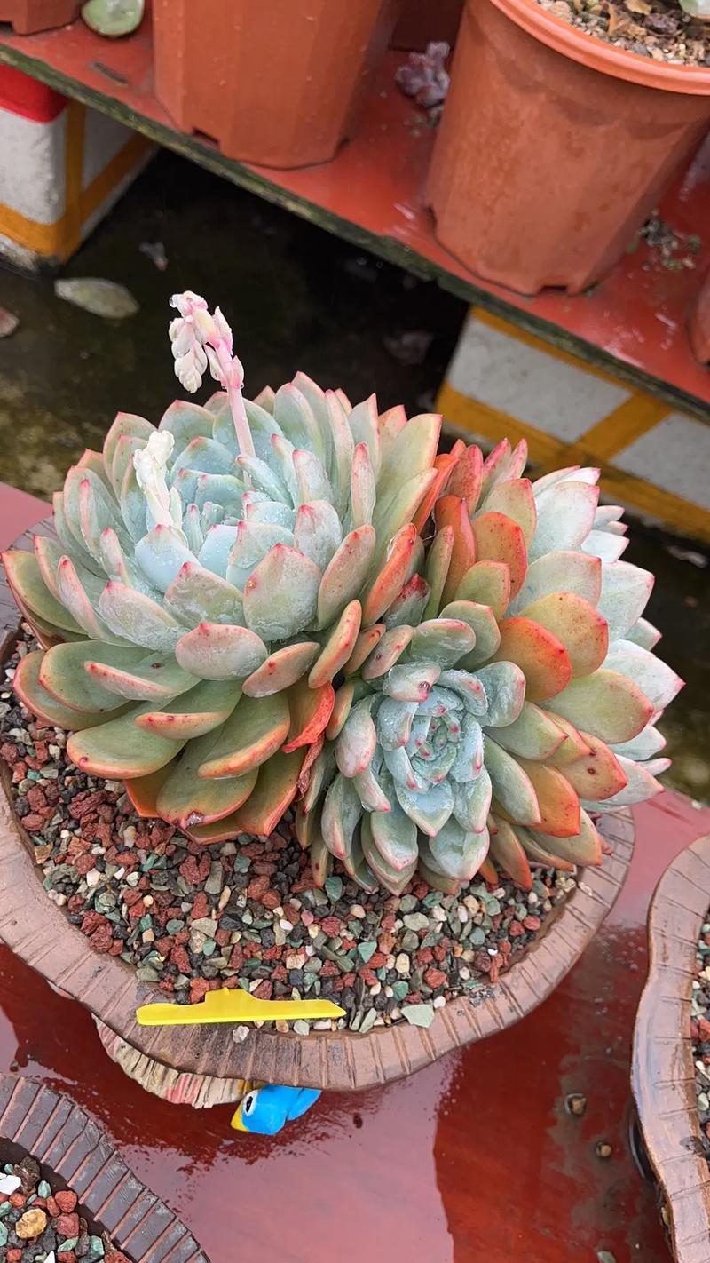 多肉植物橙梦露的养殖方法，多肉橙梦露好养活吗？