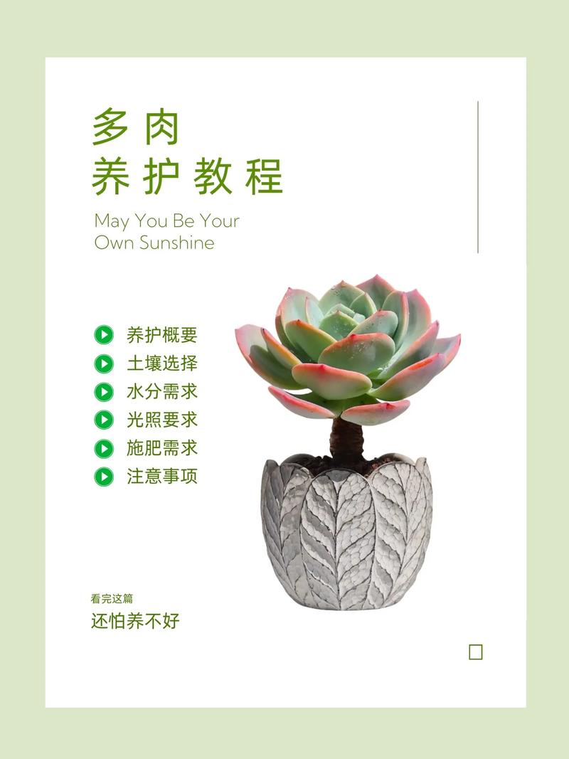 多肉橙梦露的养殖方法和注意事项
