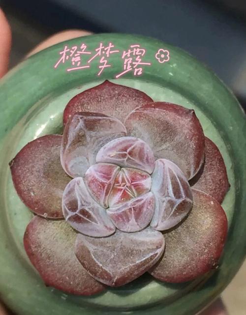 多肉植物橙梦露的养殖方法