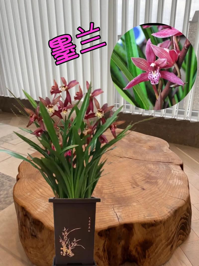 墨兰的花语和文化背景？墨兰的花语和寓意了？
