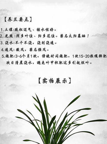 墨兰的花语和文化背景