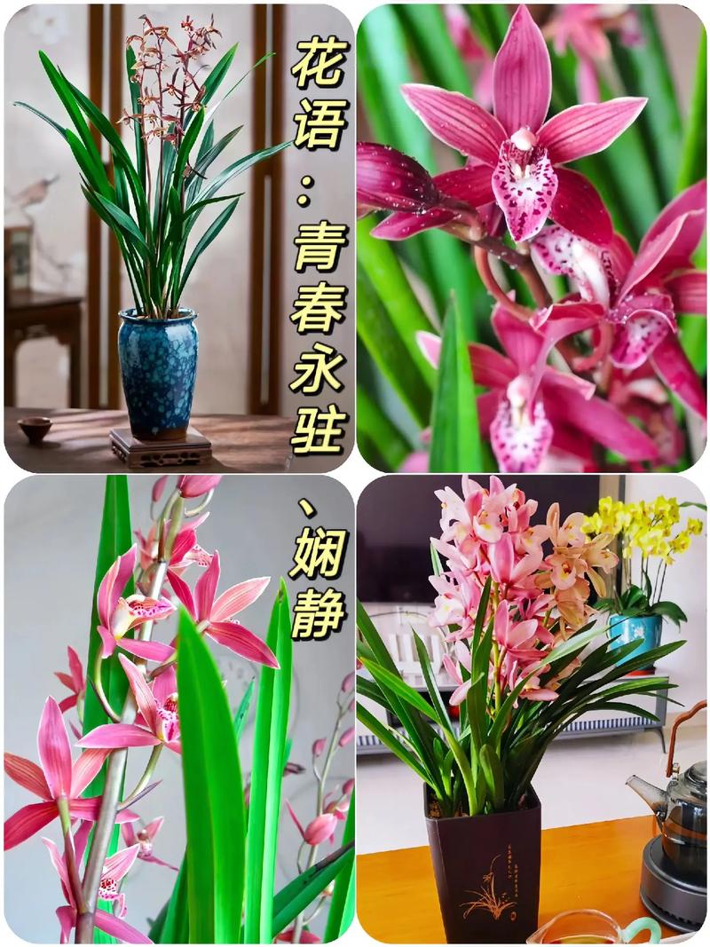 墨兰的花语和文化背景花语为娴静象征青春永驻