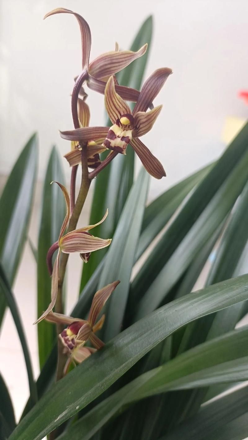 墨兰的花语和寓意
