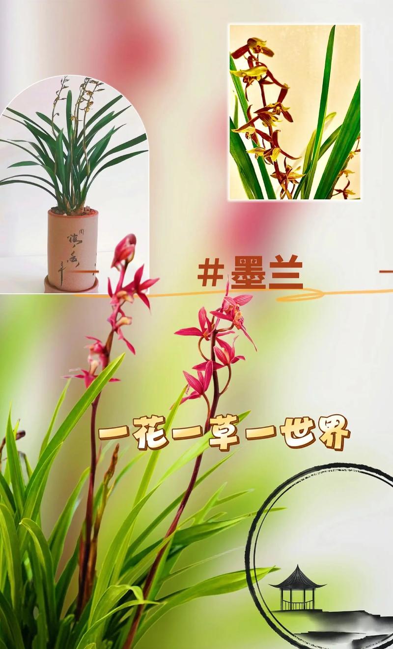 墨兰的寓意和象征风水