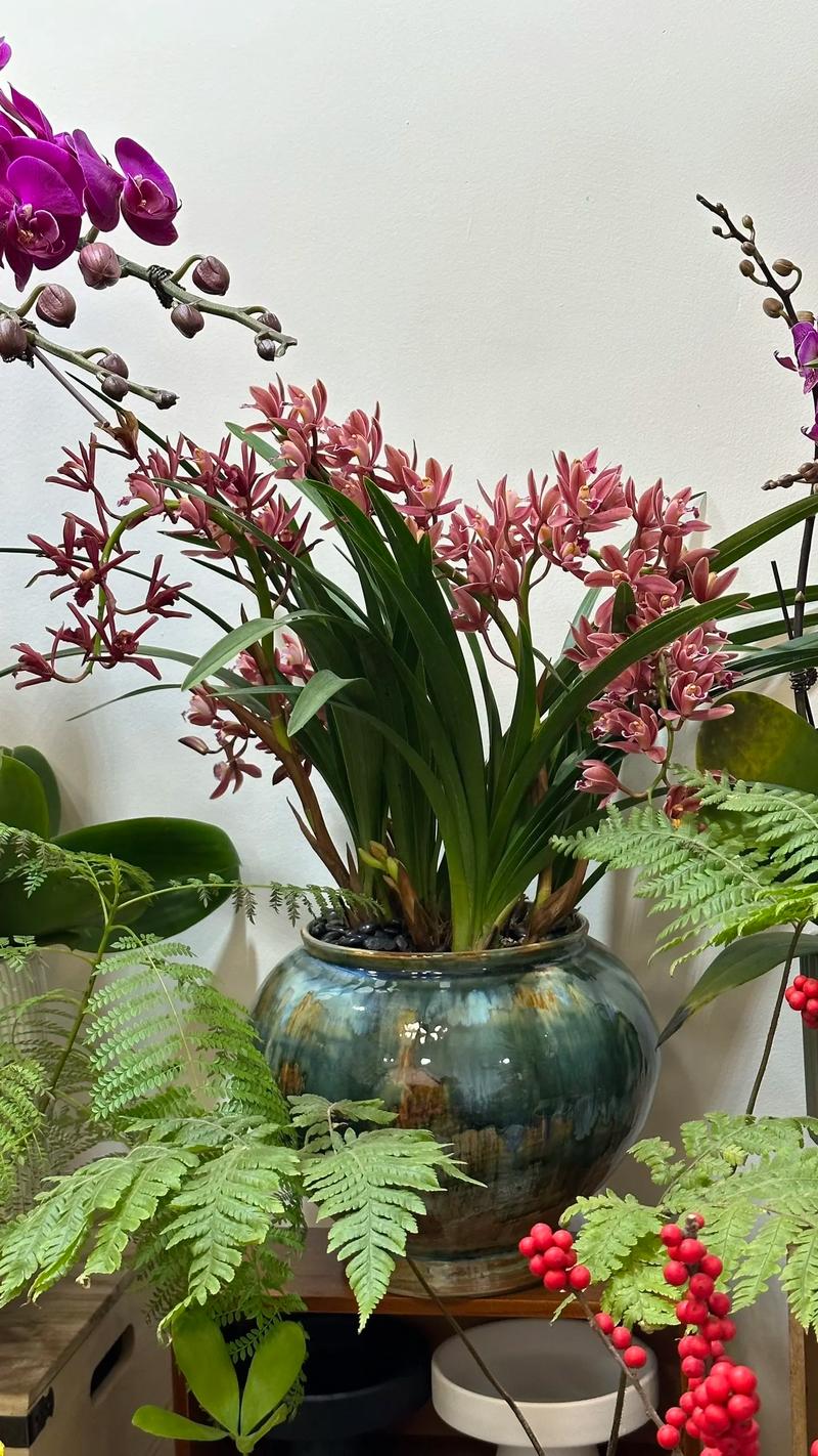 墨兰的花语_墨兰的花语和寓意