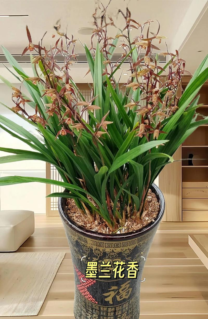 墨兰花的花语是什么