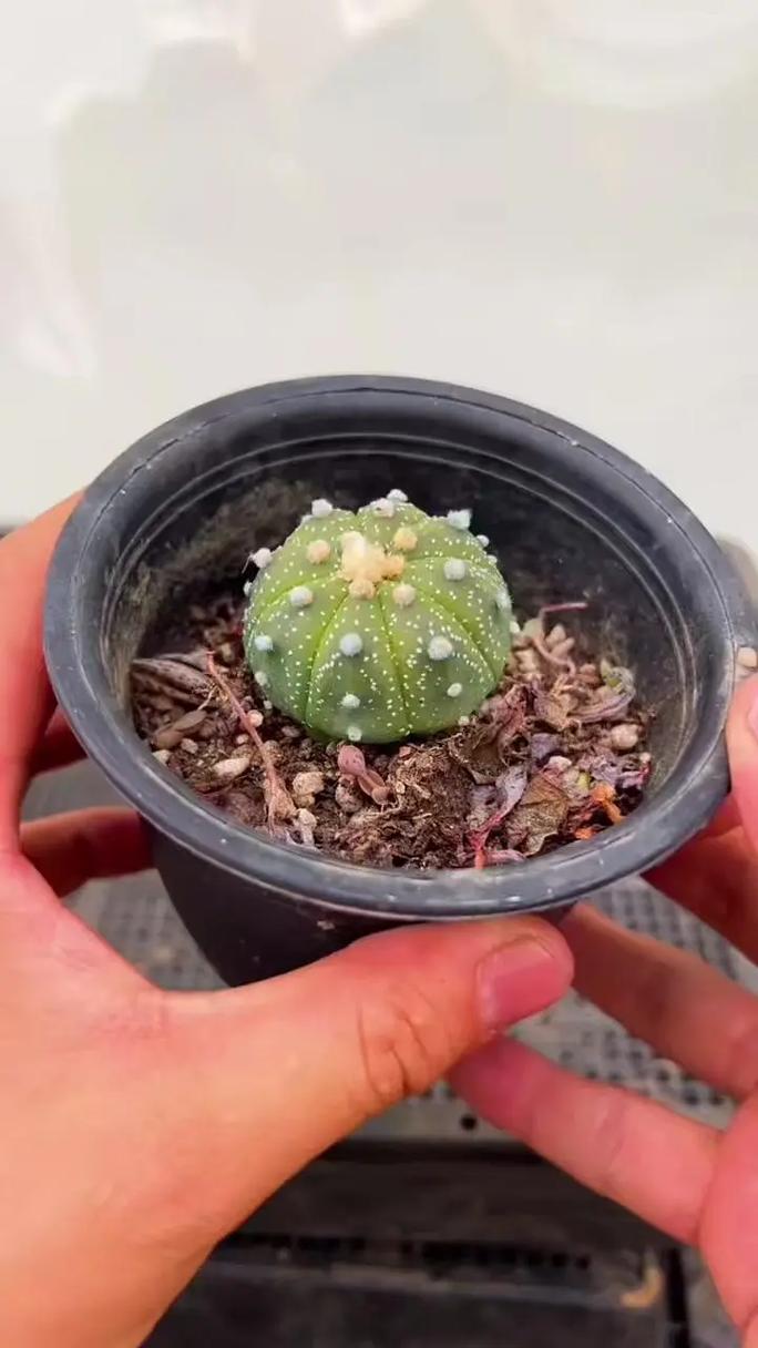 星兜怎么养,用深盆还是浅盆