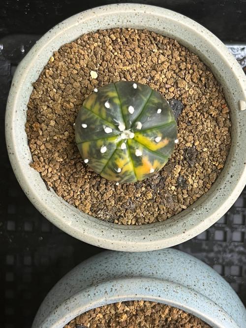 星兜锦怎么养