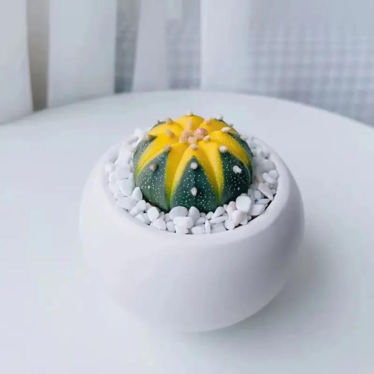 星兜的栽培方法是适合深盆还是浅盆?