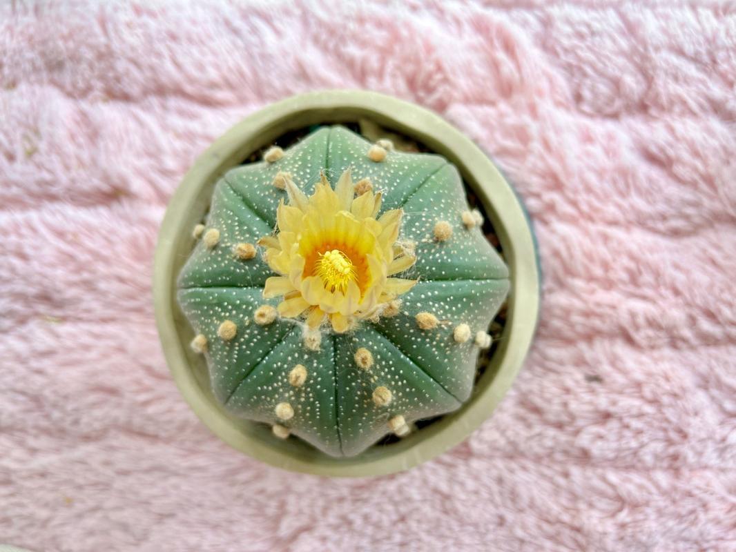 星兜的养殖方法