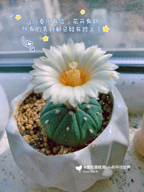 星兜用深盆还是浅盆好
