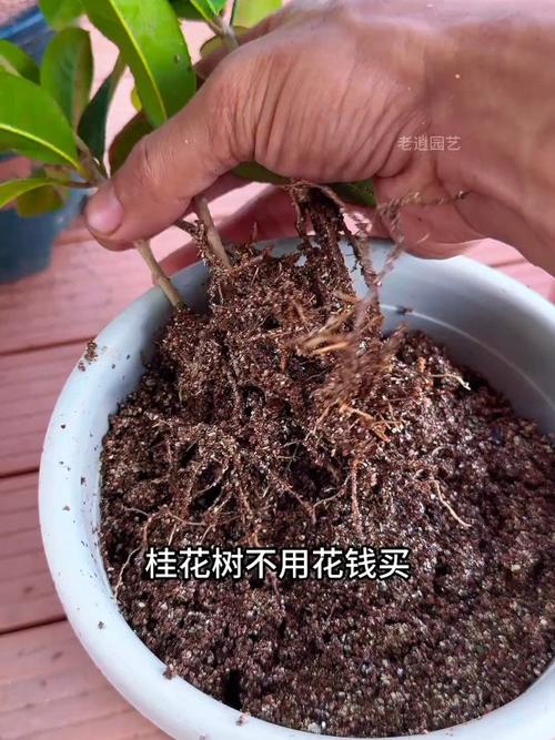 桂花树可以插枝栽培吗？桂花树可以插枝成活吗？