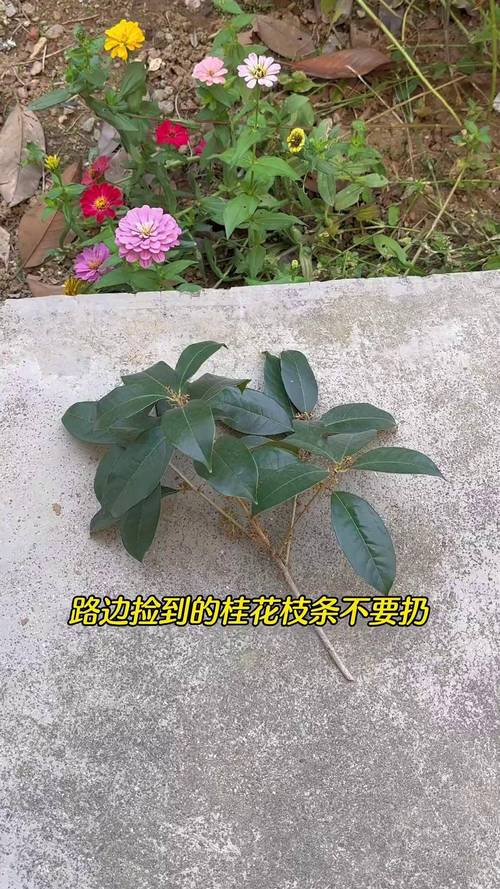 桂花树可以插枝栽培吗?桂花树移栽要注意什么?